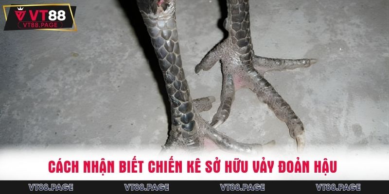 Cách nhận biết chiến kê sở hữu vảy đoản hậu 