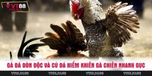 Gà đá đòn độc