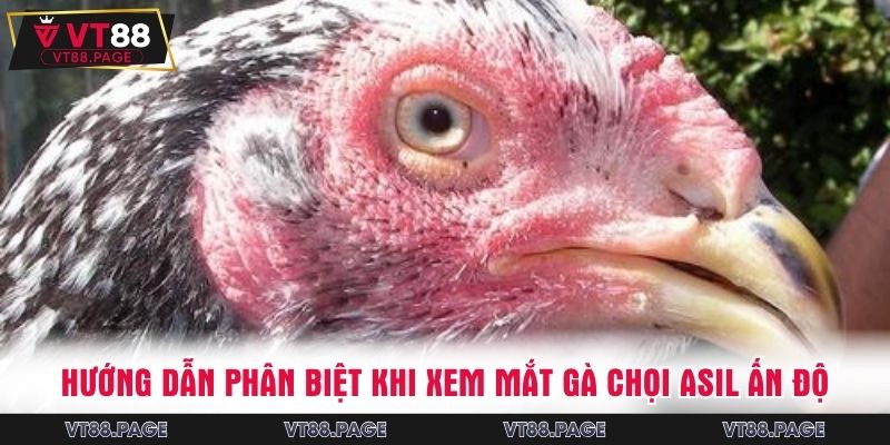 Hướng dẫn phân biệt khi xem mắt gà chọi Asil Ấn Độ