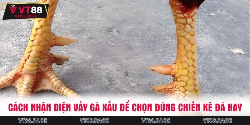 Vảy gà xấu